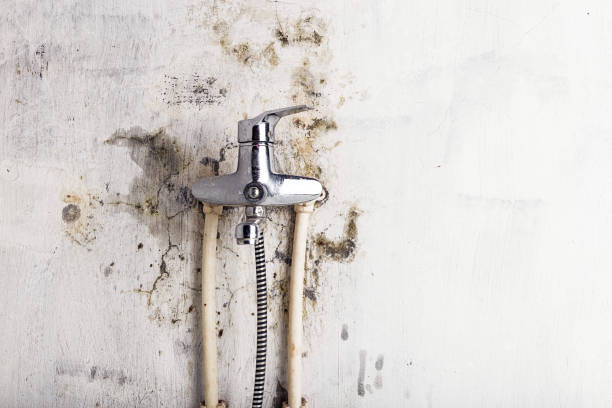 Best Local Mold Removal Service  in Germantown, IL