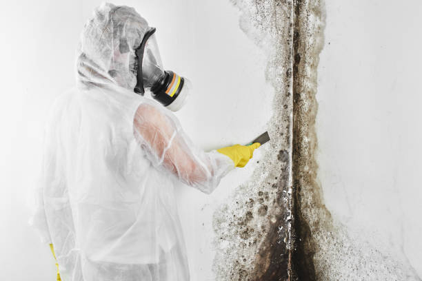 Office Mold Removal Services in Germantown, IL