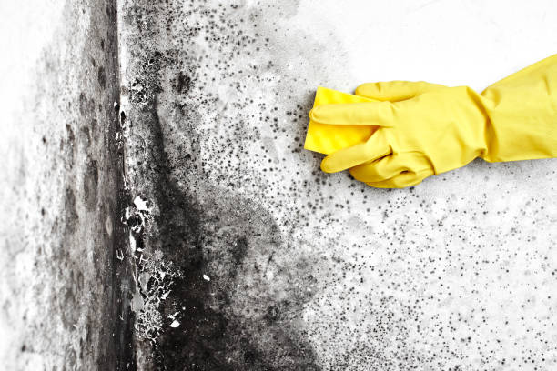 Best Crawl Space Mold Removal  in Germantown, IL