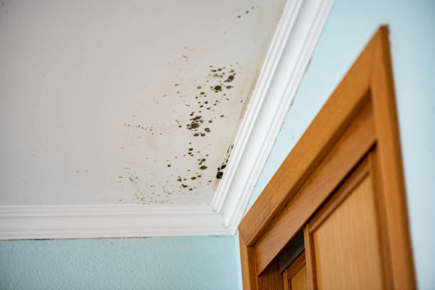 Best Attic Mold Removal  in Germantown, IL