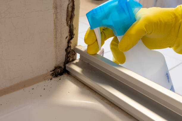 Best Mold Damage Repair  in Germantown, IL