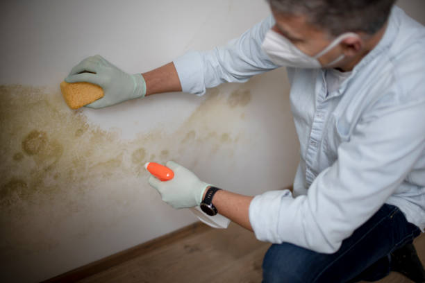 Best Residential Mold Removal  in Germantown, IL