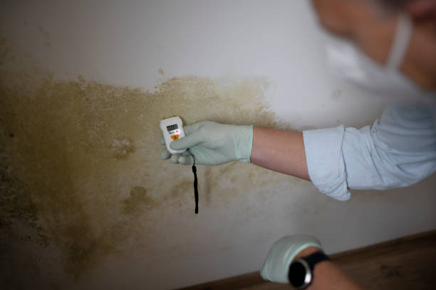 Best Certified Mold Removal  in Germantown, IL