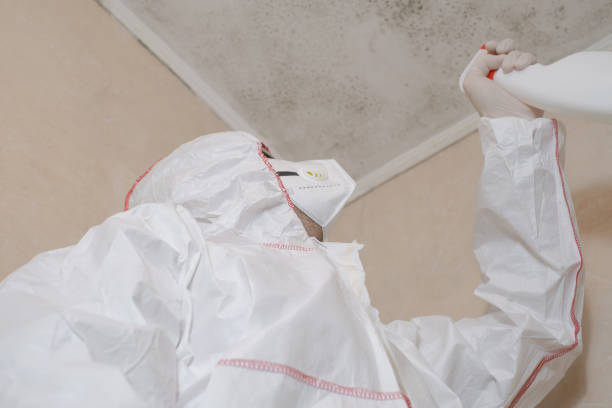 Best Local Mold Removal Service  in Germantown, IL
