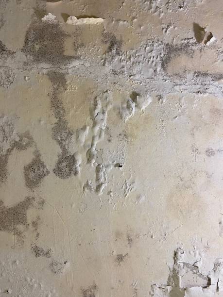 Certified Mold Removal in Germantown, IL