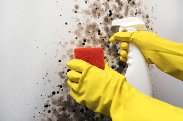 Mold Testing and Removal in Germantown, IL