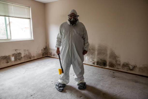 Best Attic Mold Removal  in Germantown, IL