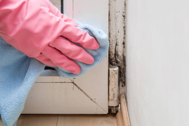 Best Office Mold Removal Services  in Germantown, IL