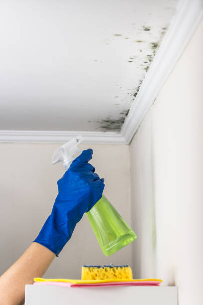 Best Toxic Mold Removal  in Germantown, IL