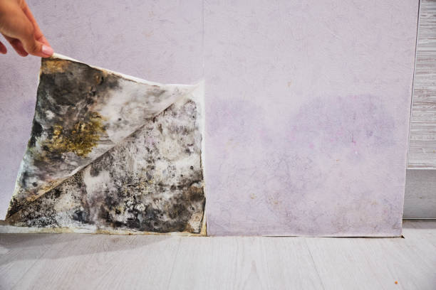 Best Commercial Mold Removal  in Germantown, IL